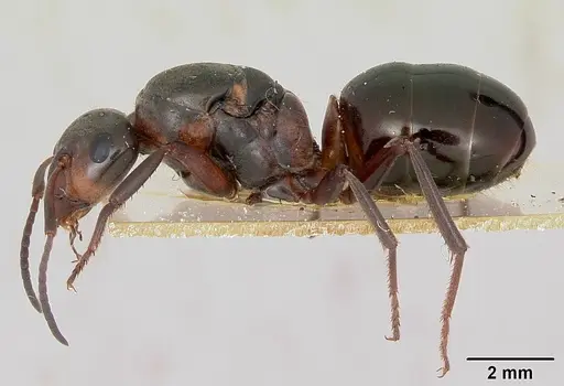 Formica lugubris - CASENT0173009