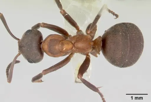 Formica lugubris - CASENT0173010