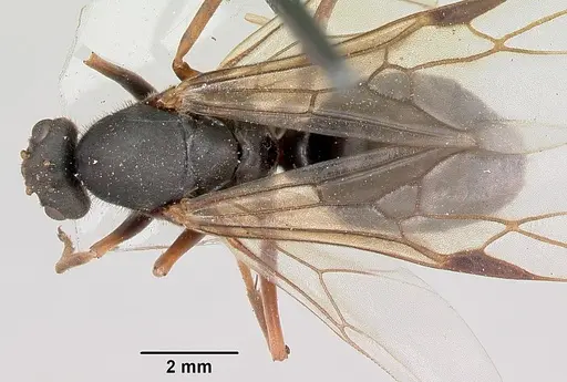 Formica lugubris - CASENT0173011