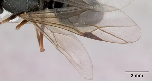 Formica lugubris - CASENT0173011