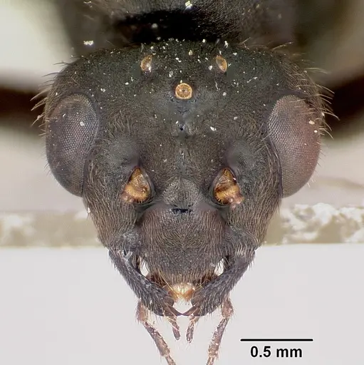 Formica lugubris - CASENT0173011