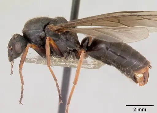 Formica lugubris - CASENT0173011