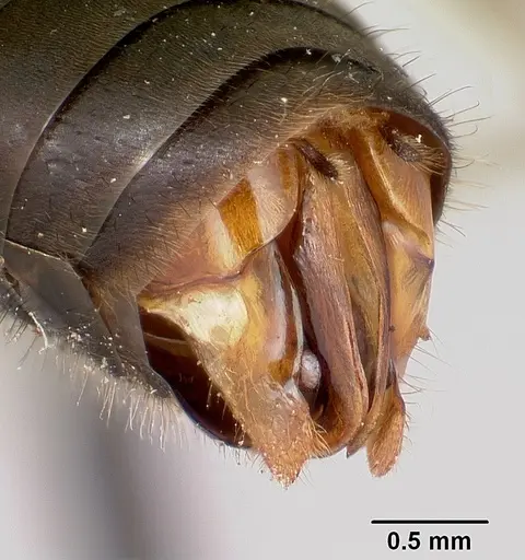 Formica lugubris - CASENT0173011