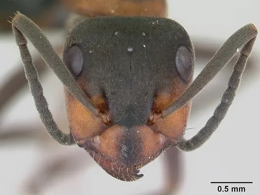 Formica lugubris - CASENT0173155