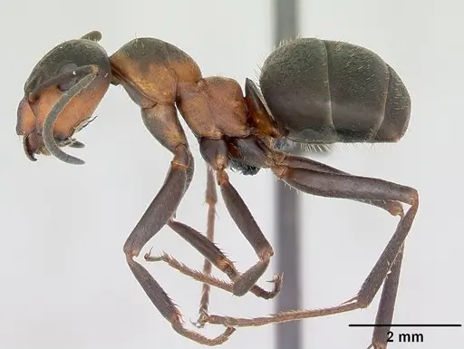 Formica lugubris - CASENT0173155