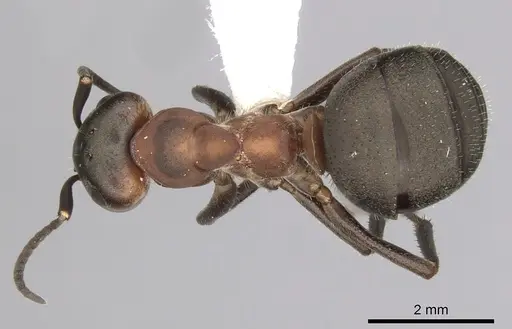 Formica lugubris - CASENT0280407