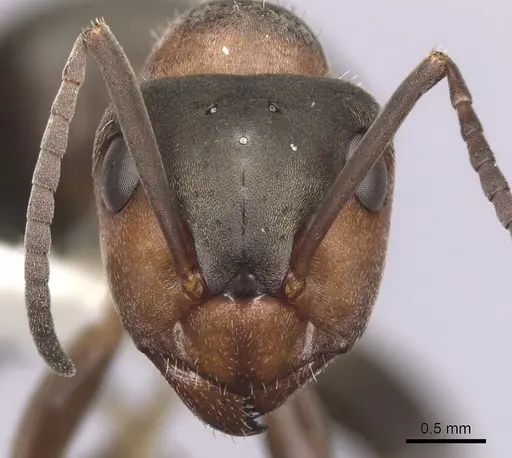 Formica lugubris - CASENT0280407