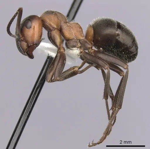 Formica lugubris - CASENT0280407