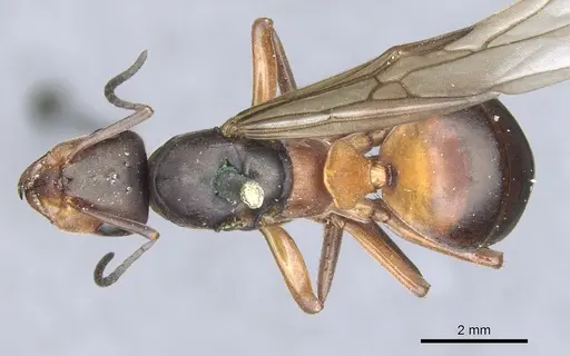 Formica lugubris - CASENT0903278