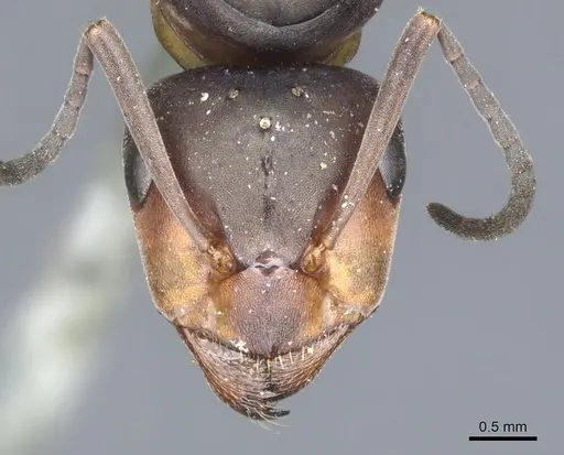 Formica lugubris - CASENT0903278