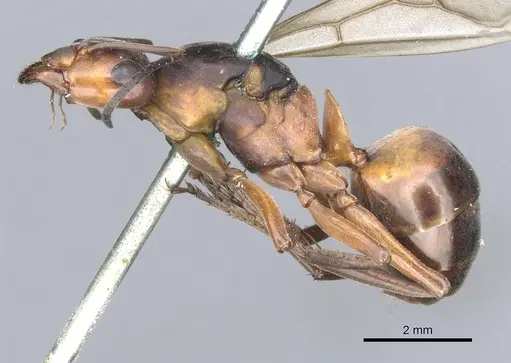 Formica lugubris - CASENT0903278