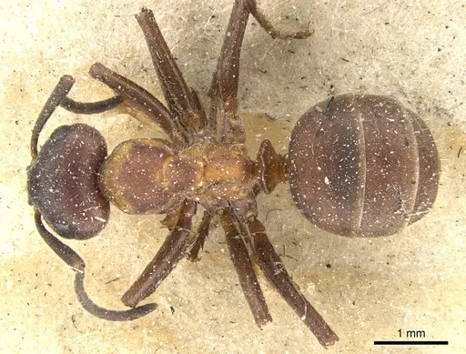 Formica lugubris - CASENT0903279