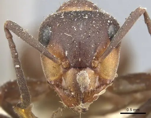 Formica lugubris - CASENT0903279