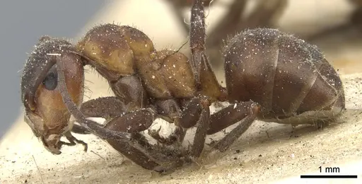 Formica lugubris - CASENT0903279