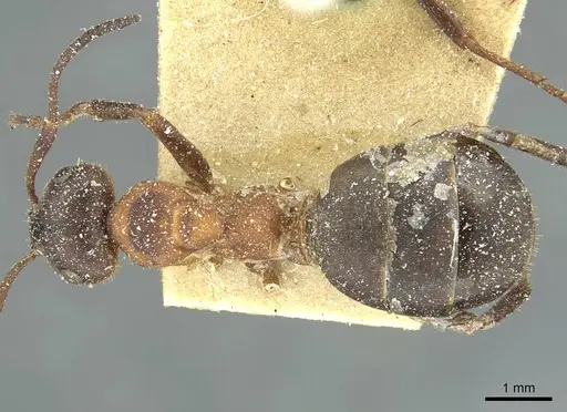 Formica lugubris - CASENT0912249