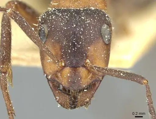 Formica lugubris - CASENT0912249