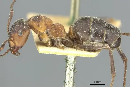 Formica lugubris - CASENT0912249