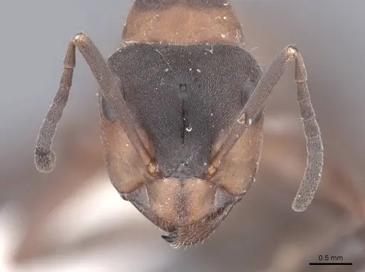 Formica lugubris - FMNHINS0000046319