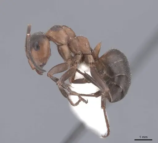 Formica lugubris - FMNHINS0000046319