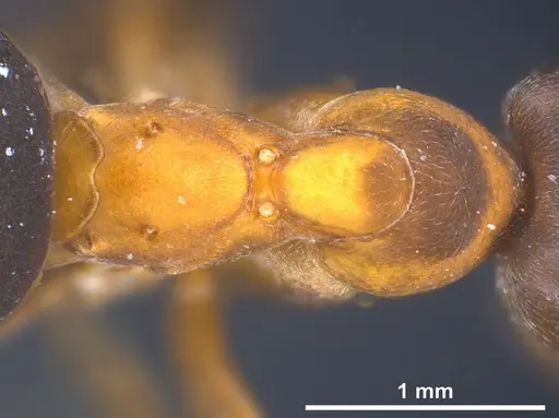 Formica manchu specimen