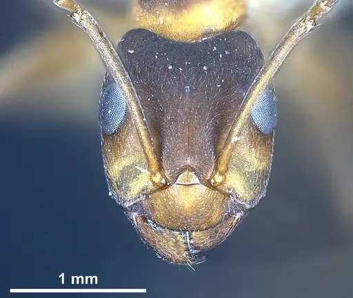 Formica manchu specimen