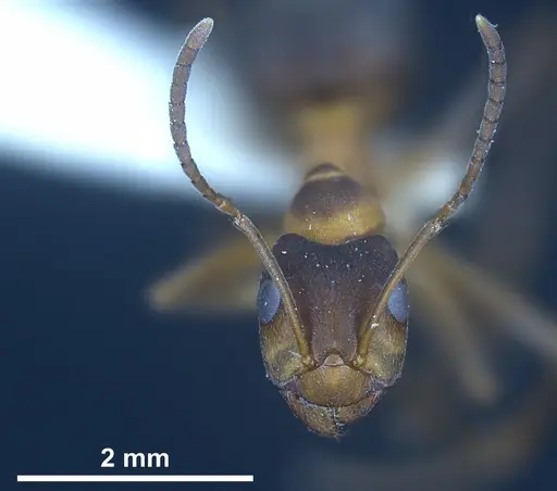 Formica manchu - ANTWEB1041258