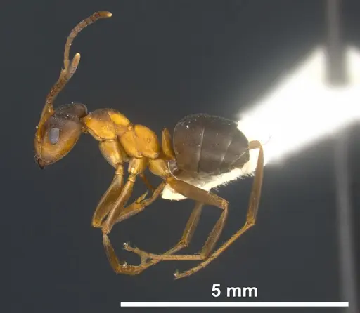 Formica manchu - ANTWEB1041258