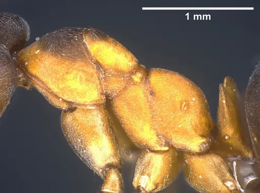 Formica manchu - ANTWEB1041258