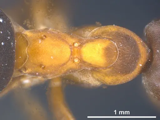 Formica manchu - ANTWEB1041433