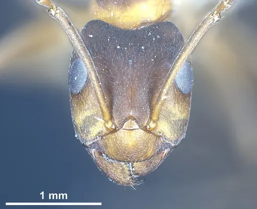 Formica manchu - ANTWEB1041433