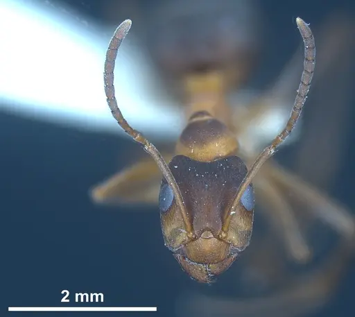 Formica manchu - ANTWEB1041433