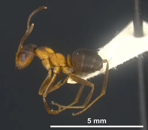 Formica manchu - ANTWEB1041433