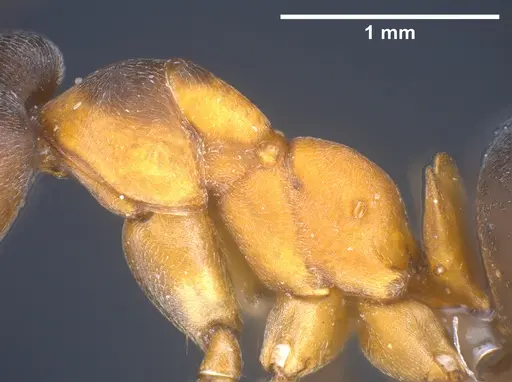 Formica manchu - ANTWEB1041433