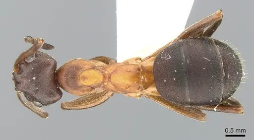 Formica manchu - CASENT0906309