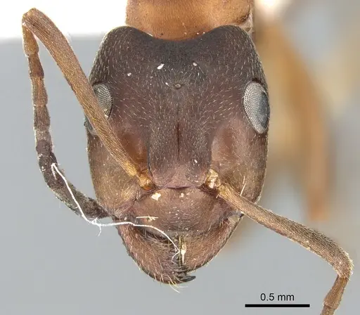 Formica manchu - CASENT0906309