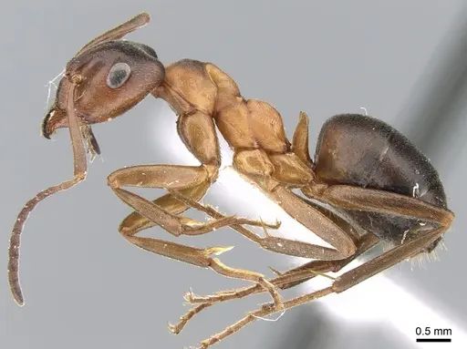 Formica manchu - CASENT0906309