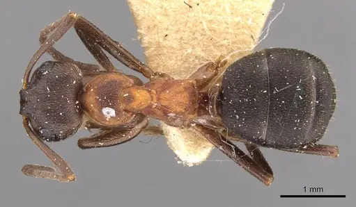 Formica manchu - CASENT0907592