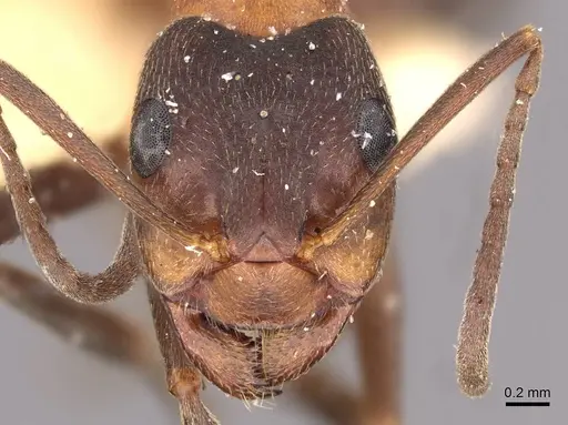 Formica manchu - CASENT0907592