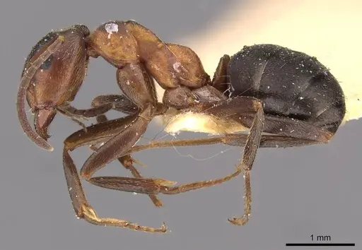 Formica manchu - CASENT0907592