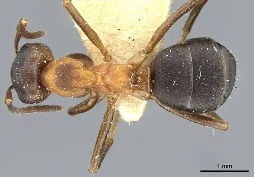 Formica manchu - CASENT0911157