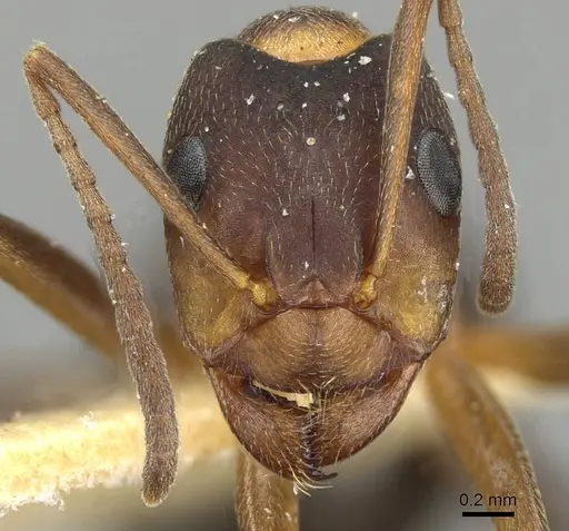 Formica manchu - CASENT0911157