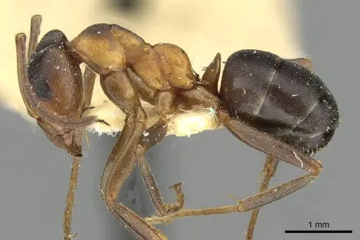 Formica manchu - CASENT0911157