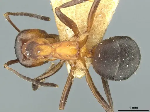 Formica manchu - CASENT0912247