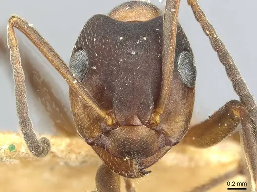 Formica manchu - CASENT0912247