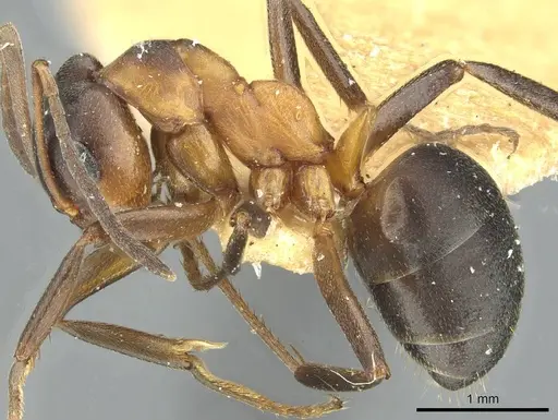 Formica manchu - CASENT0912247