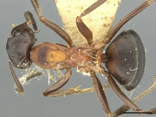 Formica manchu - CASENT0913646