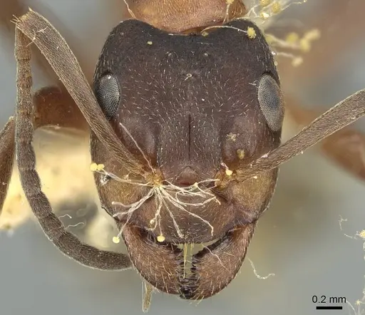 Formica manchu - CASENT0913646