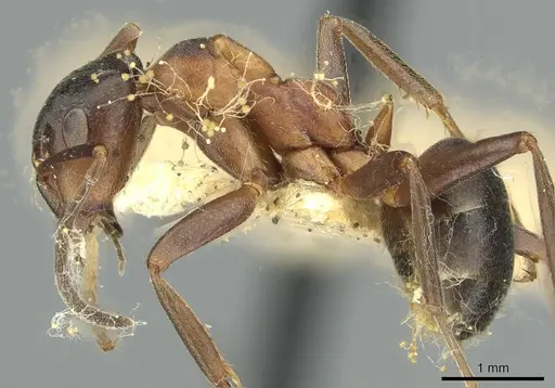 Formica manchu - CASENT0913646