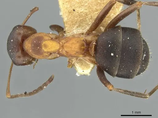 Formica manchu - CASENT0913661