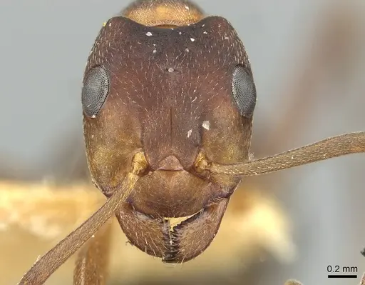 Formica manchu - CASENT0913661